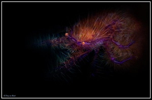 Scary hairy by Dray Van Beeck 